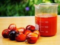 Palm Oil